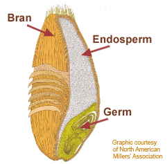 Image result for image wheat kernel